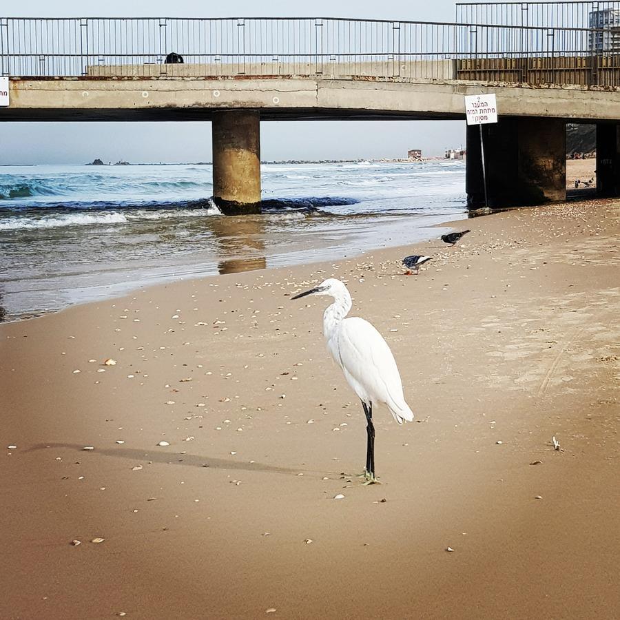 Sweet Home On The Beach Tel Aviv Dış mekan fotoğraf